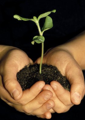 hands-holding-seedling-posters