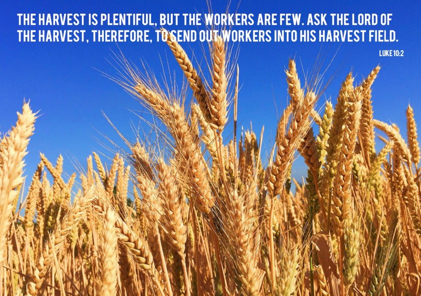 harvest lo Luke 10