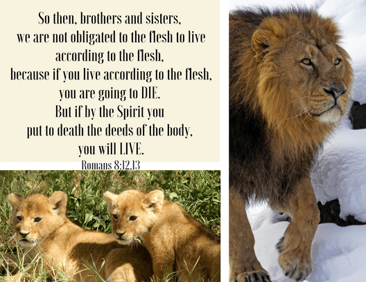 Romans 8 12,13
