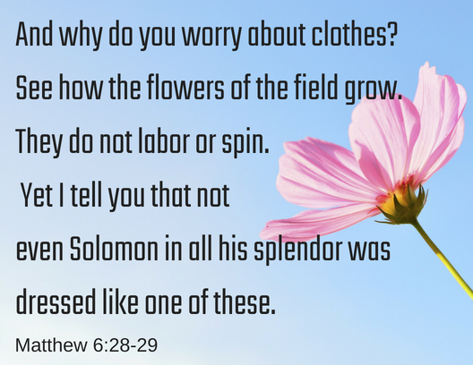 matt 6 28,29