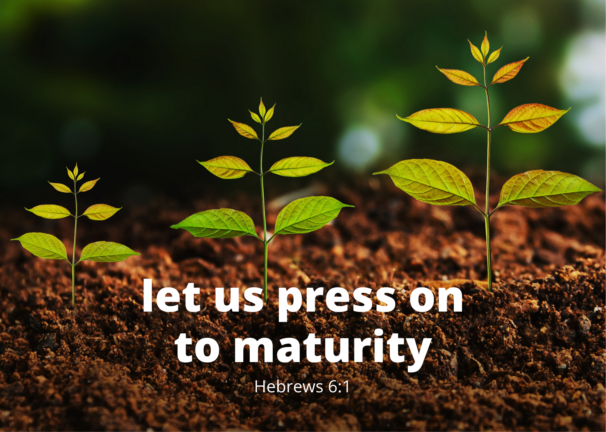 let us press on to maturity.png