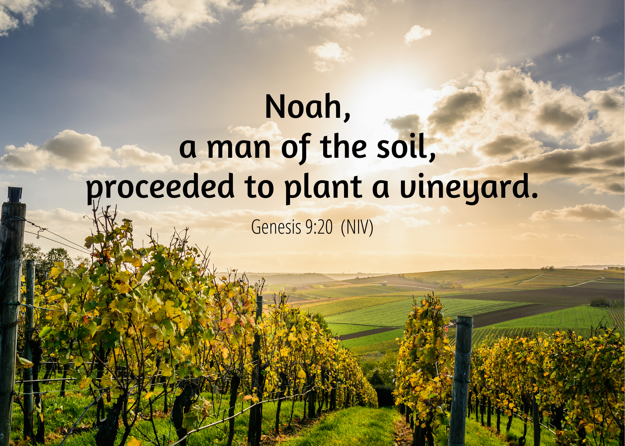 Genesis 9 20 NIV.png