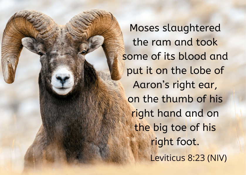 Leviticus 8 23 NIV