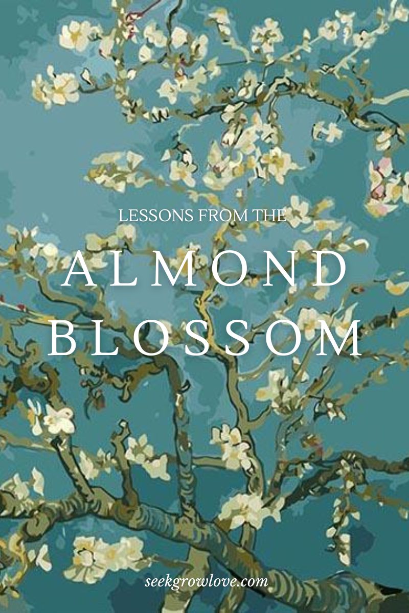 Lessons from the Almond&nbsp;Blossom